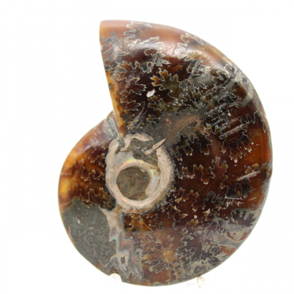 Gepolijste ammonietfossiel - Natuurlijk decoratief object (70 g)