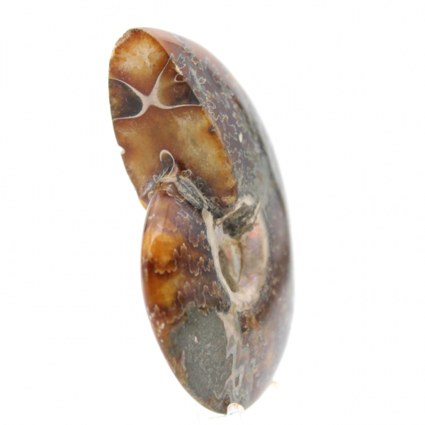 Gepolijste ammonietfossiel - Natuurlijk decoratief object (70 g)