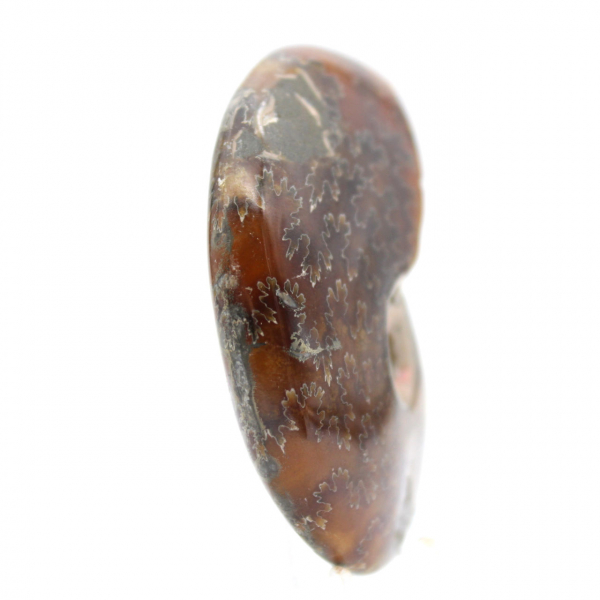 Gepolijste ammonietfossiel - Natuurlijk decoratief object (70 g)