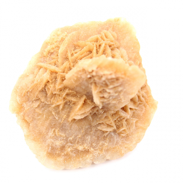 Marokkaanse woestijnroos: een enorme rozet voor verzamelaars.