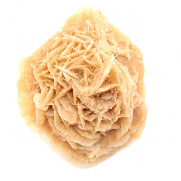 Marokkaanse woestijnroos: een enorme rozet voor verzamelaars.