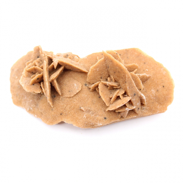 Langwerpige woestijnroos van Marokko: een geologisch exemplaar