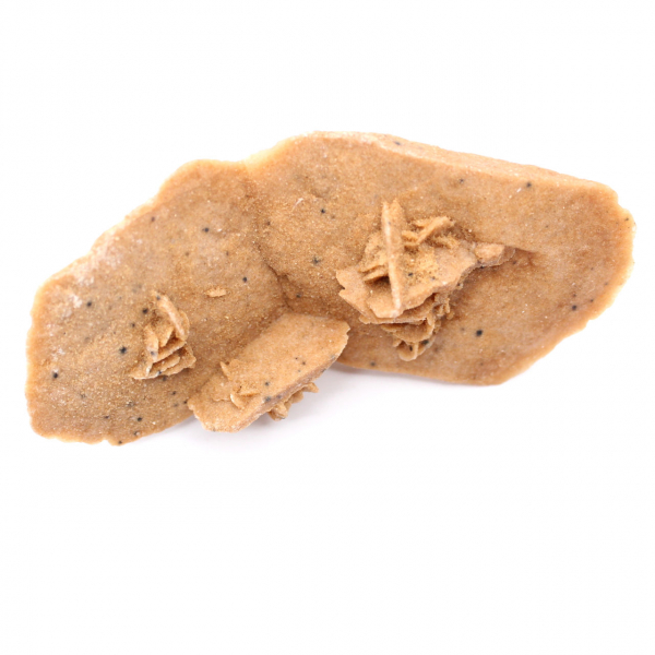 Langwerpige woestijnroos van Marokko: een geologisch exemplaar