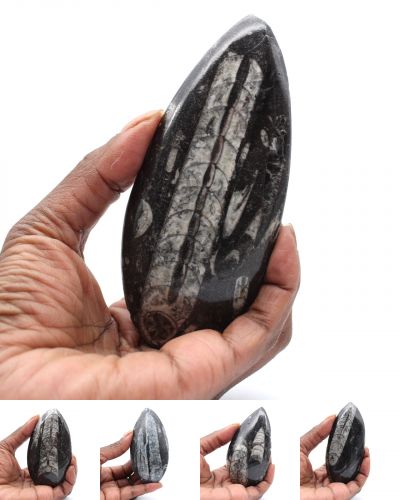 Fossiele Orthoceras Marokko collection juli 2024
