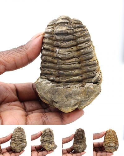 Fossiele trilobiet Marokko collection juli 2024