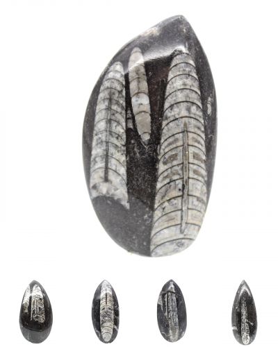 Orthoceras Marokko collection juli 2025