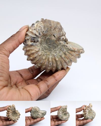 Fossiele ammoniet Madagaskar collection april 2025