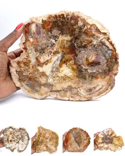 Versteend hout Madagaskar collection januari 2026 Versteend hout Madagaskar collection januari 2026