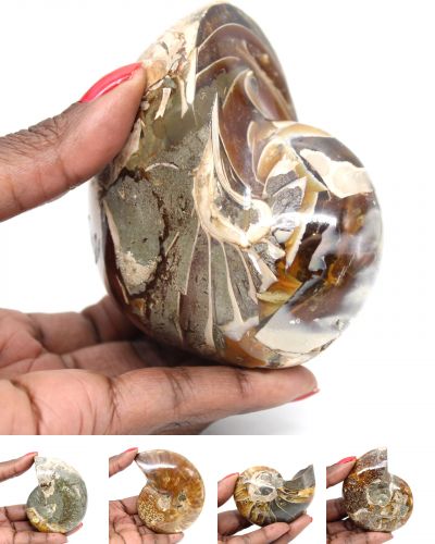 Hele ammoniet Madagaskar collection december 2025