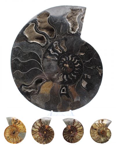 Grote ammonieten Madagaskar collection december 2025