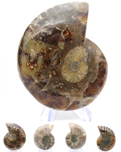 Ammonieten Madagaskar collection april 2026 Ammonieten Madagaskar collection april 2026