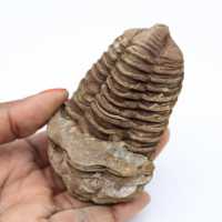 Trilobiet fossilisatie