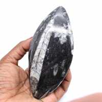 Gefossiliseerde orthoceras
