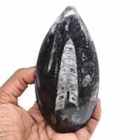 Orthoceras marokko