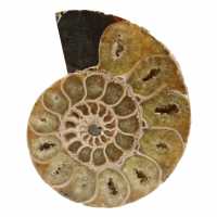 Ammoniet uit madagaskar