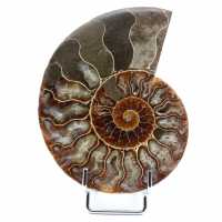 Natuurlijke ammoniet uit Madagaskar