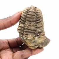Fossiele trilobiet uit Marokko