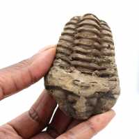 Trilobiet fossiel
