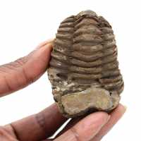 Fossiele trilobiet Marokko