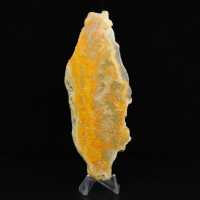 Indonesische hommeljaspis: een pronkstuk