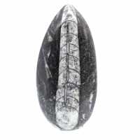 Fossiele orthoceras uit Marokko