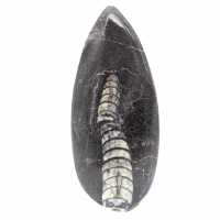 Fossiele Orthoceras