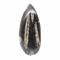 Fossiele orthoceras uit Marokko
