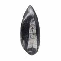 Fossiele Orthoceras