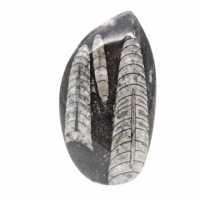 Fossiele Orthoceras