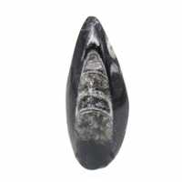 Fossiele orthoceras uit Marokko