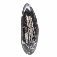 Fossiele Orthoceras