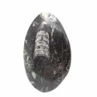 Fossiele orthoceras uit Marokko