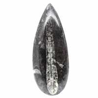 Fossiele Orthoceras