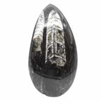 Fossiele Orthoceras