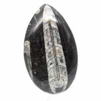 Fossiele Orthoceras