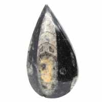 Fossiele Orthoceras