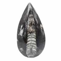 Fossiele orthoceras uit Marokko