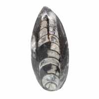 Fossiele Orthoceras