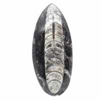Fossiele orthoceras uit Marokko