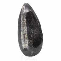 Fossiele Orthoceras