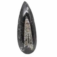 Fossiele orthoceras uit Marokko