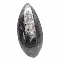 Fossiele orthoceras uit Marokko