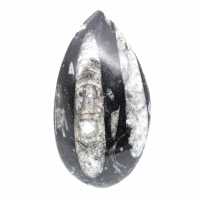 Fossiele Orthoceras