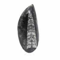 Fossiele Orthoceras