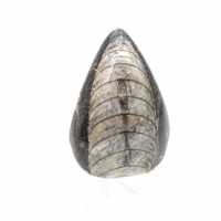 Fossiele orthoceras uit Marokko