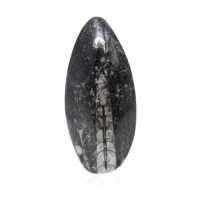 Fossiele Orthoceras