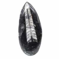 Fossiele orthoceras uit Marokko