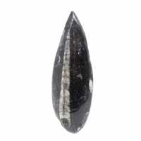 Fossiele Orthoceras