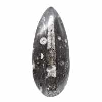 Fossiele Orthoceras