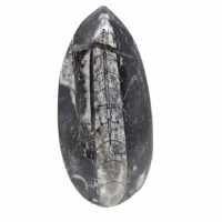 Fossiele orthoceras uit Marokko